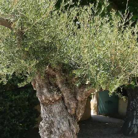 Maison D'hotes Le Mas Des Vignes *