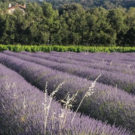 Maison D'hotes Le Mas Des Vignes Rochegude (Drome)